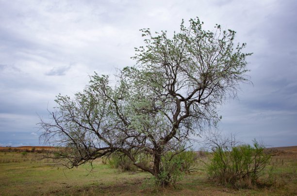 在阴天的映衬下，田野里的一棵孤独的树图片下载