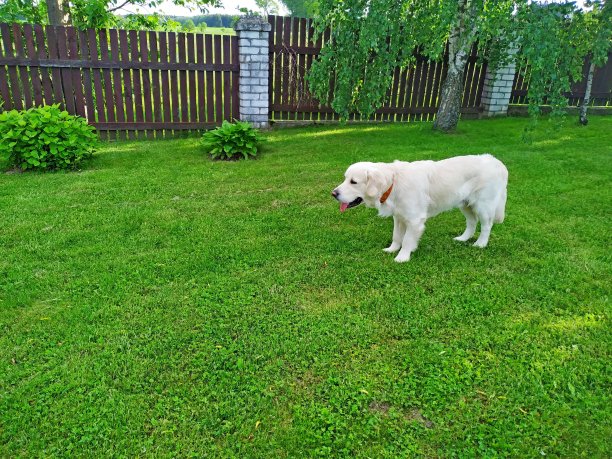 金毛猎犬站在绿色的草坪上，旁边是白桦树和木制的棕色草坪图片下载