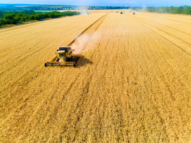 无人机鸟瞰图:日落时分在麦田里工作的联合收割机。收割机司机在田里割庄稼。有机农业。农业主题，收获季节。四轴飞行器的照片图片下载