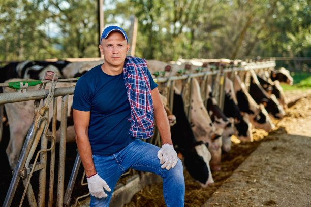 农夫在农场和奶牛一起工作。图片下载