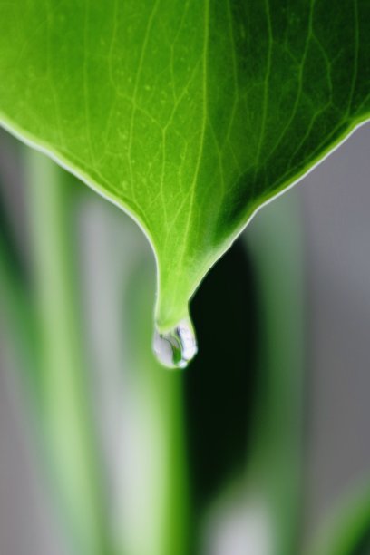 绿色的自然背景，奶酪植物的叶子近距离与水滴挂的尖端图片下载