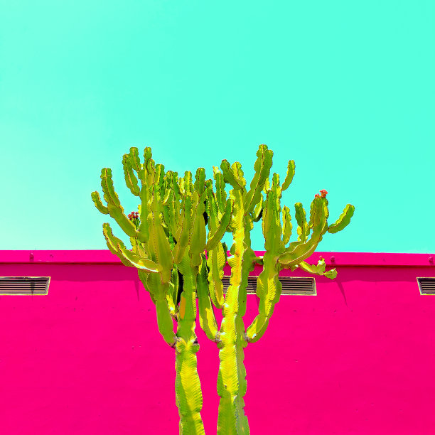 仙人掌。金丝雀岛景观。时尚旅游的想法图片下载