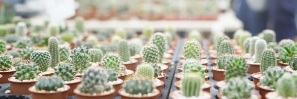 仙人掌店在购物中心。图片下载