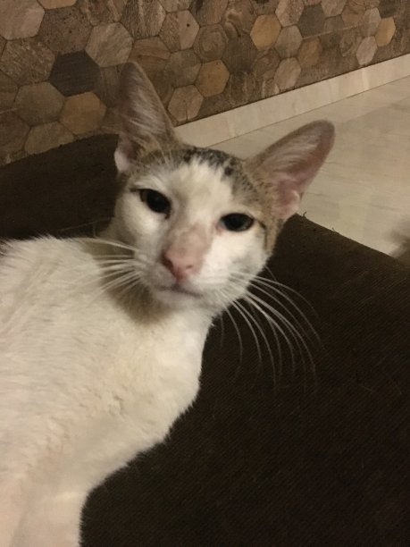 猫陷害图片下载