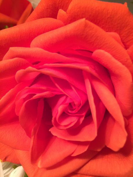 红色玫瑰开花图片下载