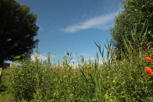 沿着堤坝有几朵像雏菊和罂粟的野花图片下载