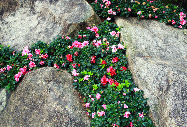 香港园景图片下载