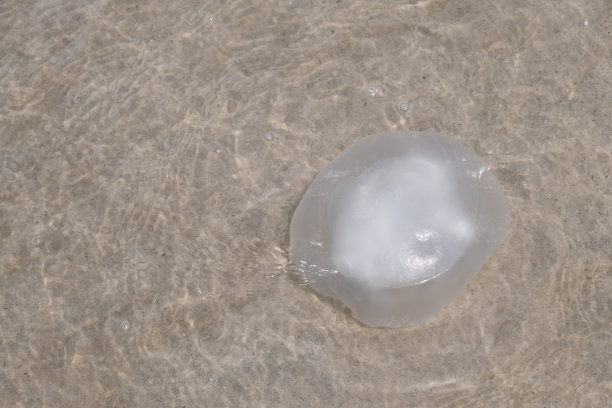 一只水母在海里的水里图片下载