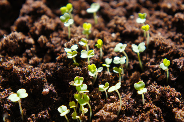 土壤中绿油油的芽图片下载