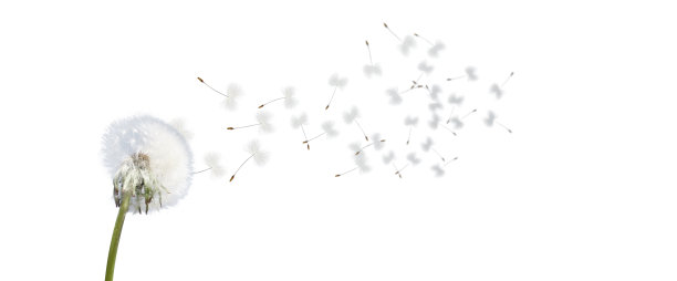孤立的蒲公英花有飞行的羽毛图片下载