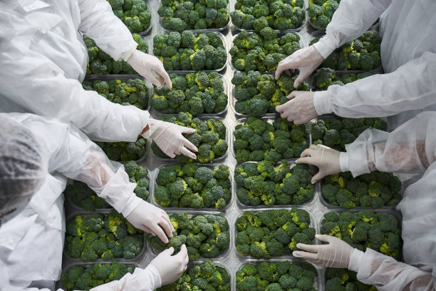 三个戴着乳胶手套的人分拣花椰菜图片下载