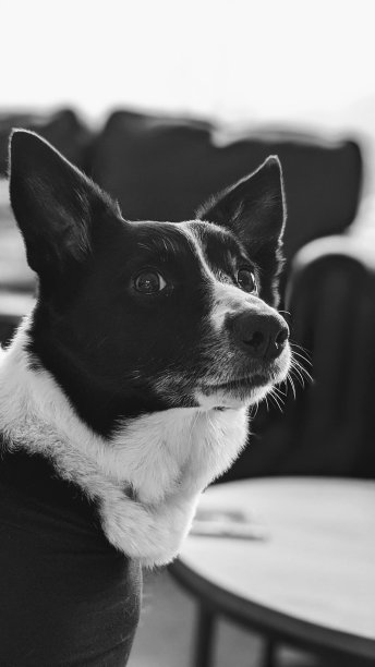 黑白牧羊犬图片下载