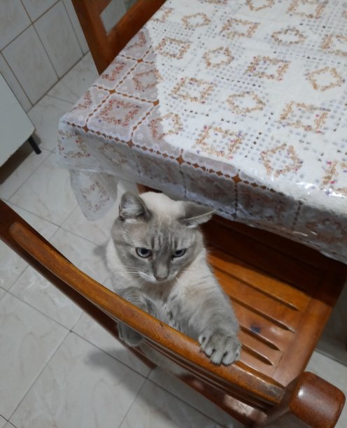 精致的猫图片下载