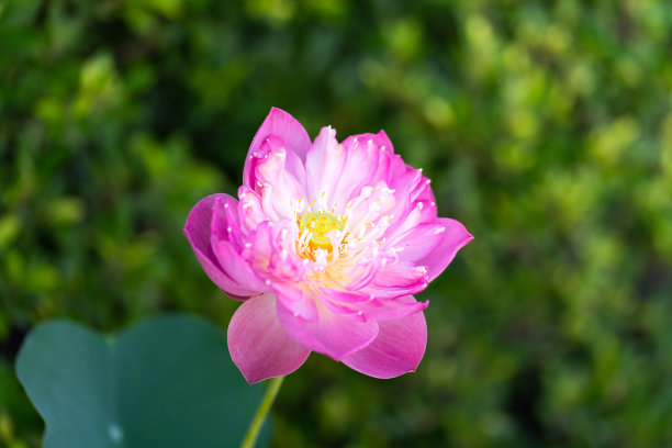 一种美丽的粉红色莲花或睡莲。图片下载