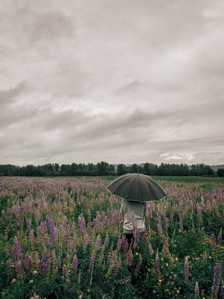雨天/花图片下载