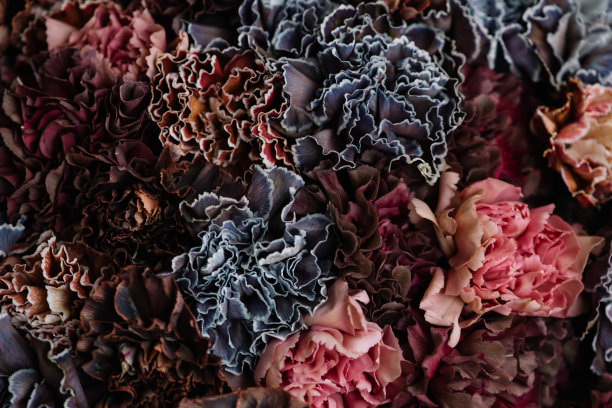 美丽的花朵，棕色，蓝色和粉红色的康乃馨接近纹理图片下载