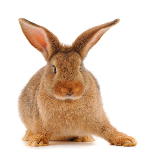 可爱的兔子图片素材ID：381769122