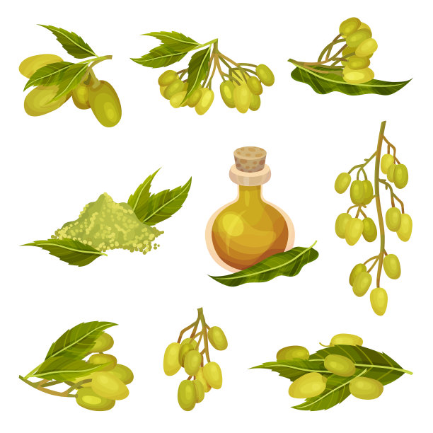 印楝植物，有多叶的树枝和果实图片下载