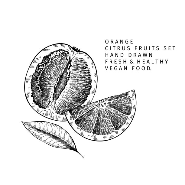 手绘橙色水果和树叶。刻矢量插图。甜柑橘类外来植物。夏收，果酱或果酱果酱的素食成分。菜单，包装，化妆品，食品设计。图片下载