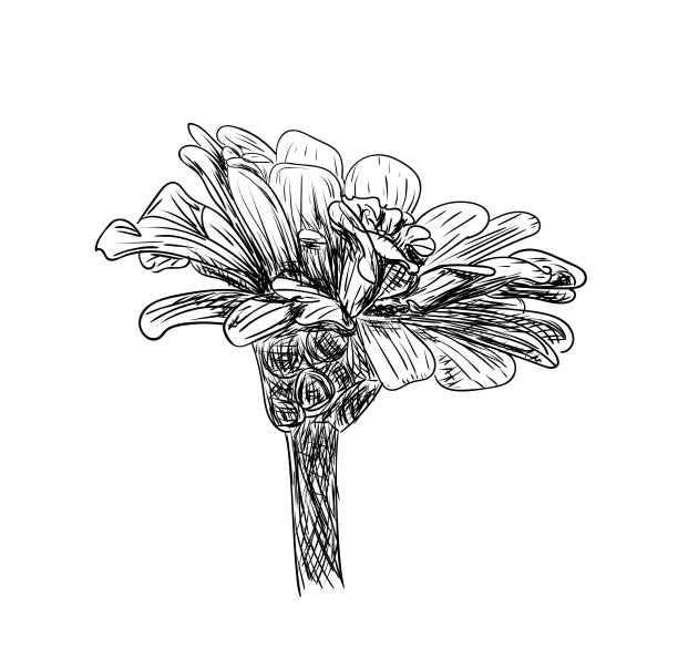 矢量插图，孤立百日花素描在黑白颜色，轮廓原始手绘绘图图片下载