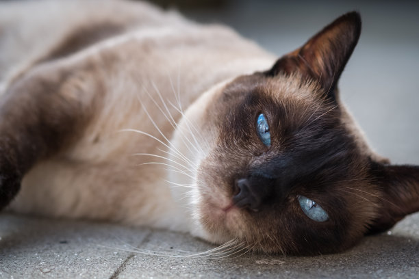 蓝眼睛的暹罗猫躺在户外图片下载