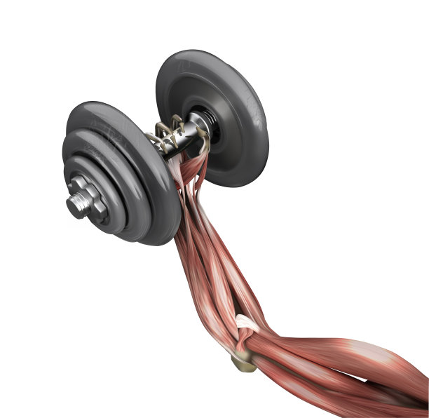 手臂的肌肉。运动员手中的哑铃。矢量插图孤立在白色背景。图片下载