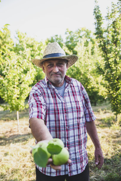老人在果园里摘苹果图片下载