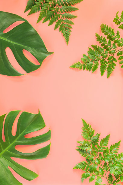在粉红色的背景上躺着羊齿蕨叶。图片下载