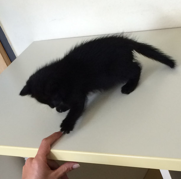 小黑猫玩手指，在家办公图片下载