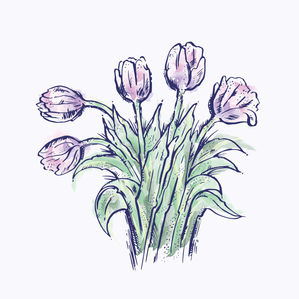 浅色背景上手绘的紫色郁金香图片下载