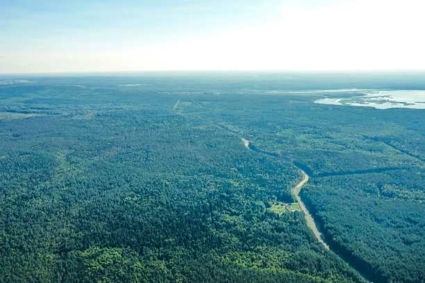 针叶林图片下载