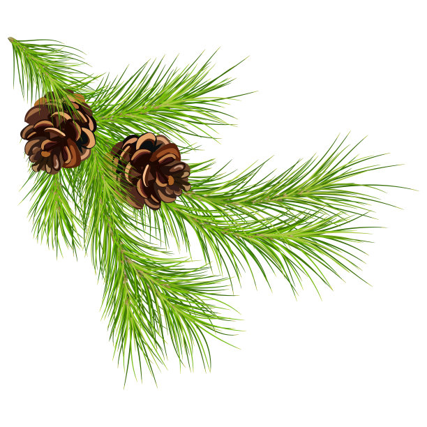 带有球果的圣诞树/松树的绿色树枝。孤立的没有影子。图片下载