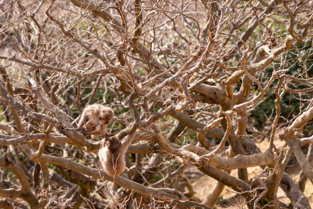 日本猴子在京都图片下载