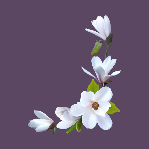 预先安排的木兰花。现实的木兰贺卡图片下载