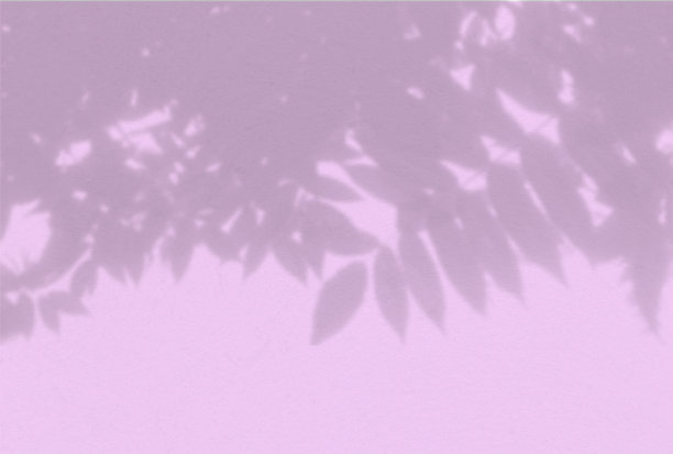 丁香背景上的花梨花枝的影子。黑白叠加照片或模拟图片下载