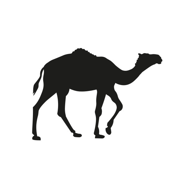 白色背景上的单峰骆驼的黑色剪影图片下载