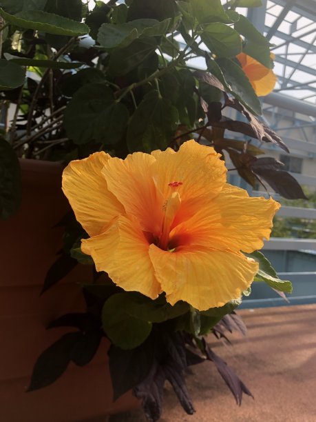 夏天芙蓉我图片下载