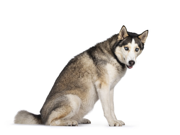 美丽的哈士奇狗在白色的背景图片下载