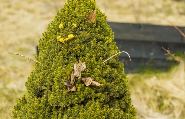 近距离观看绿色树装饰黄色蒲公英在微笑的树。图片下载