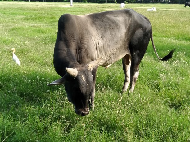 一幅奶牛在花园里的画图片下载
