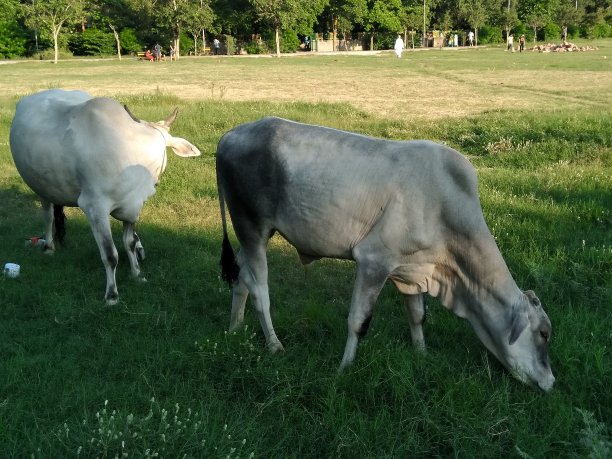 一幅奶牛在花园里的画图片下载