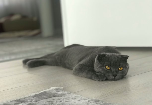 苏格兰折耳猫躺在地板上图片下载