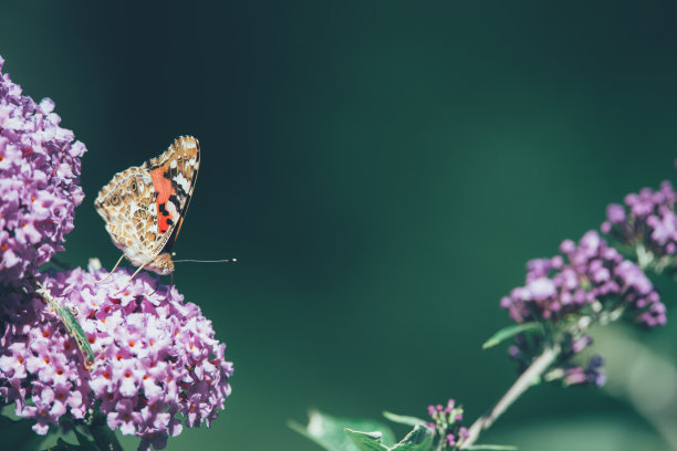 美丽的亚特兰大蝴蝶与关闭的翅膀(凡妮莎亚特兰大)正在吃花蜜在一个紫色的蝴蝶灌木，侧面视图，昆虫照片。微距摄影，特写，昆虫，黑色，橙色，自然照片图片下载