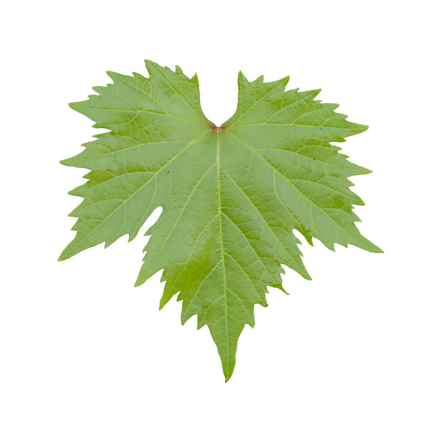 葡萄品种的绿叶。图片下载