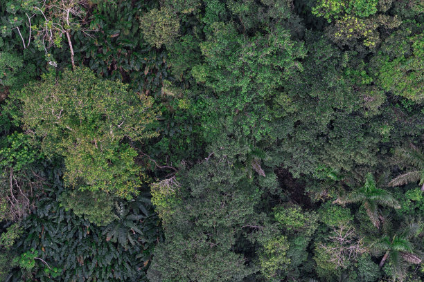 群山被绿色的森林覆盖着图片下载