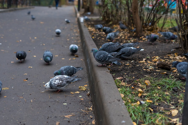 城市街道上的一群鸽子图片下载