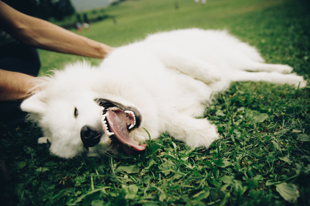 快乐的狗在山里享受夏天图片下载