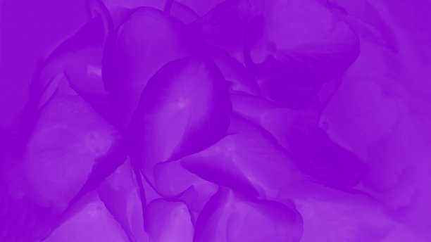 美丽的白色绣球花或hortensia花。自由空间。绣球花背景，16:9全景格式图片下载