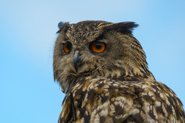 猫头鹰的画像图片下载