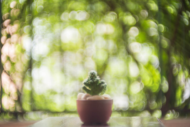 仙人掌图片下载